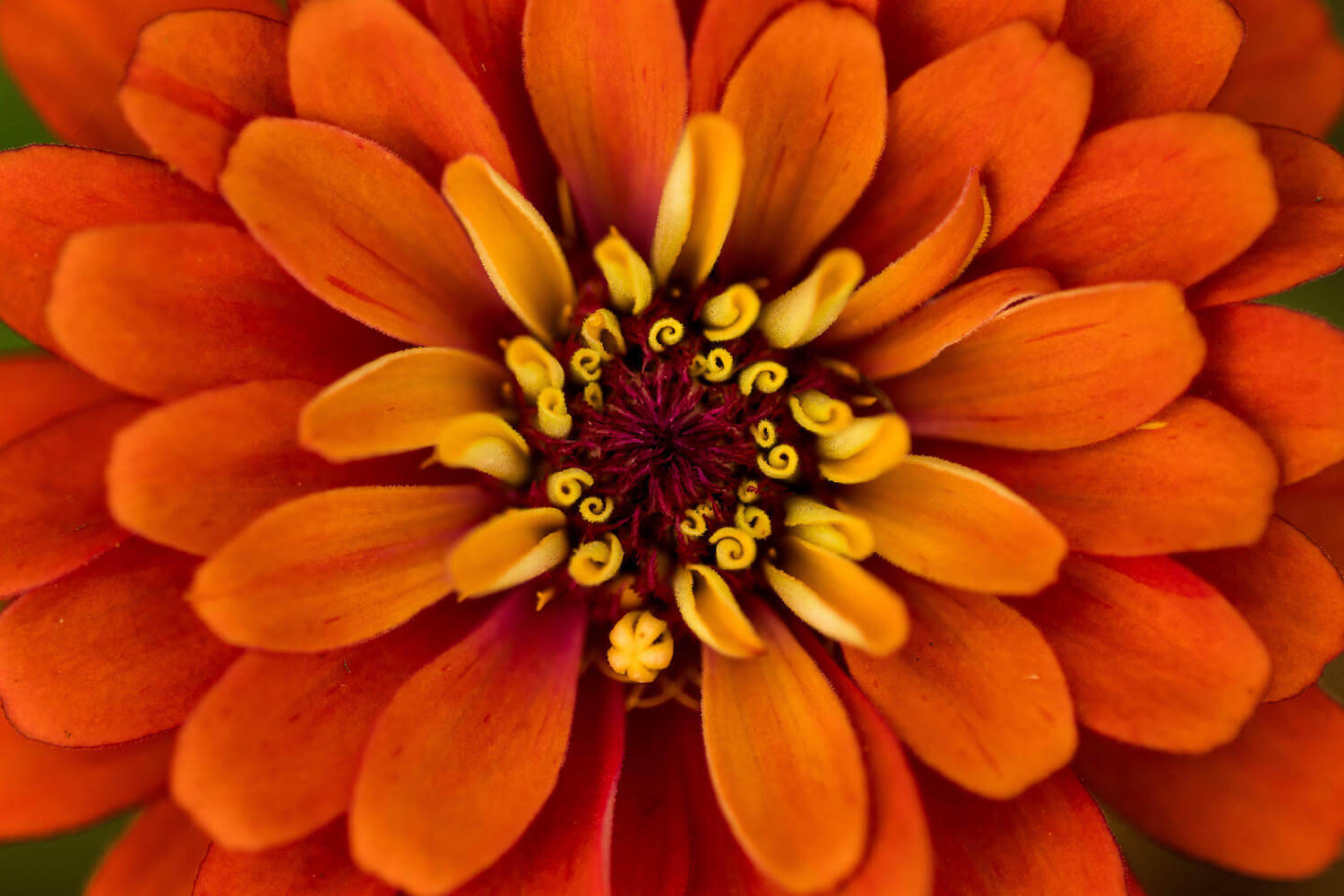 orange flower